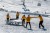 stol-do-teqball5.jpg