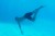 zoggs-dive-rings-chłopak-nurkuje.jpg