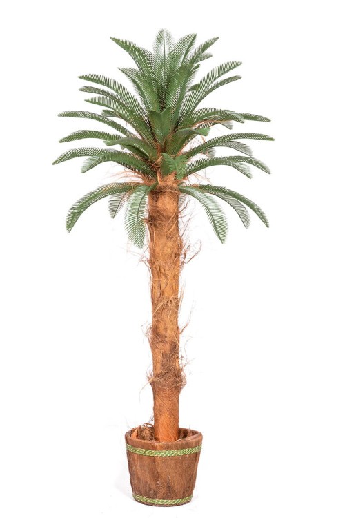 Palma Cykas w donicy