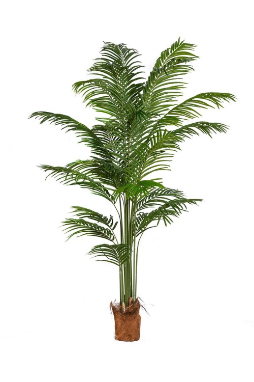 Palma Kentia w donicy