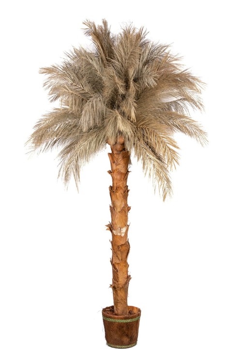 Palma naturalna w donicy