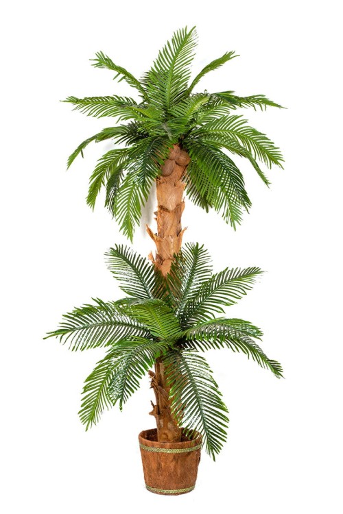 Palma kokosowa podwójna w donicy