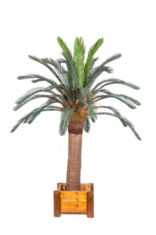 Palma sztuczna Cykas Sagowiec