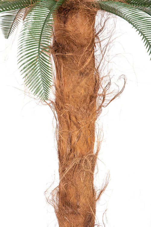 Palma Cykas w donicy