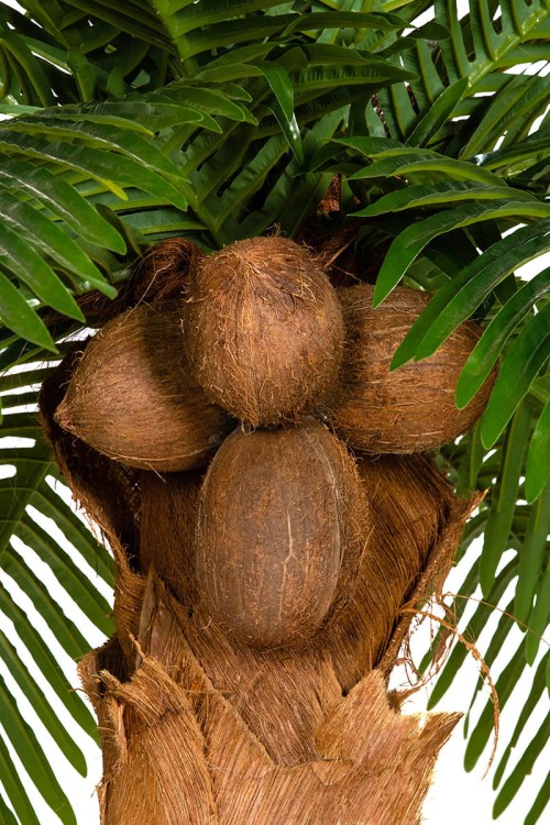 Palma kokosowa w donicy