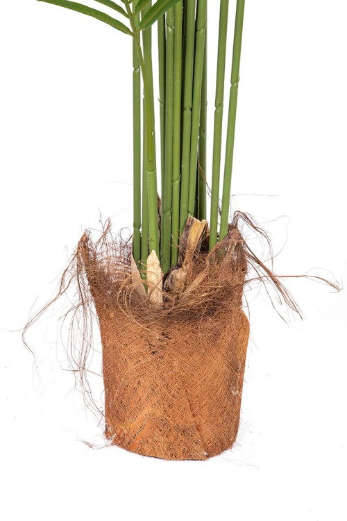 Palma Kentia w donicy