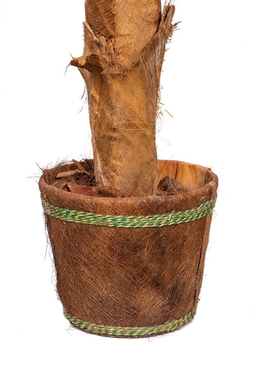 Palma naturalna w donicy