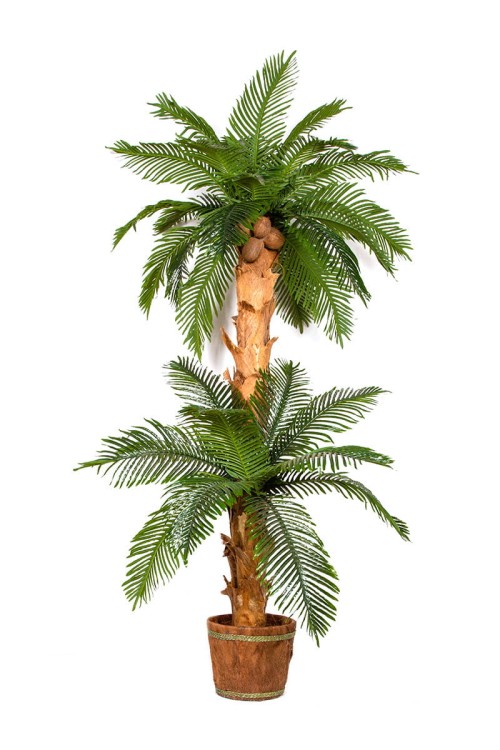 Palma kokosowa podwójna w donicy