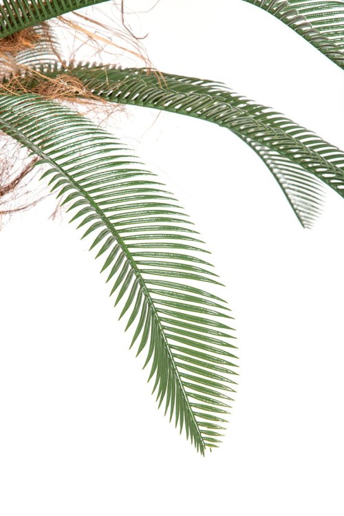 Palma Cykas w donicy