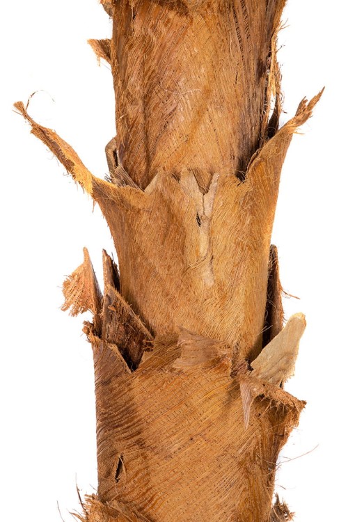 Palma kokosowa w donicy