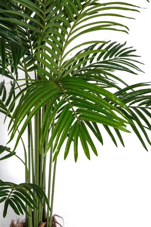 Palma Kentia w donicy