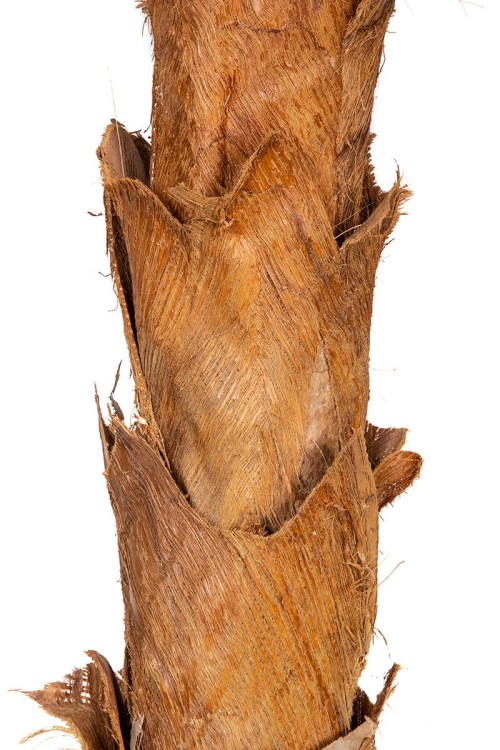 Palma naturalna w donicy