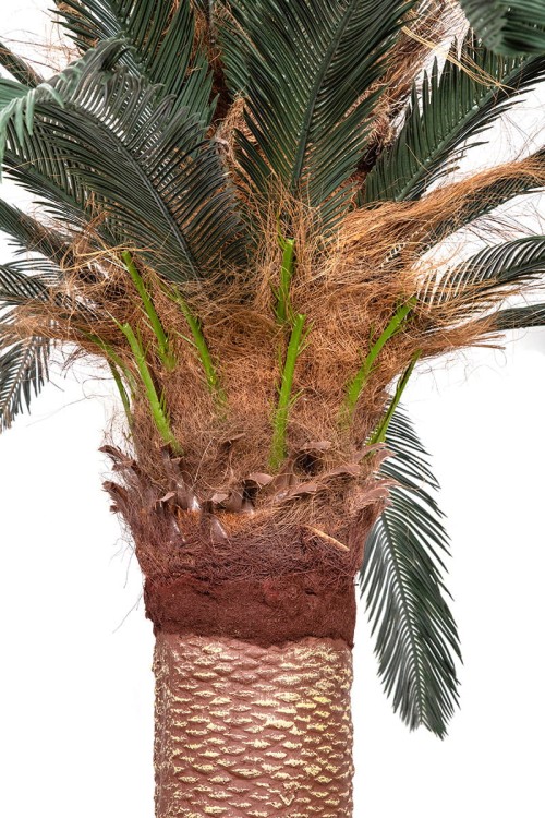 Palma sztuczna Cykas Sagowiec