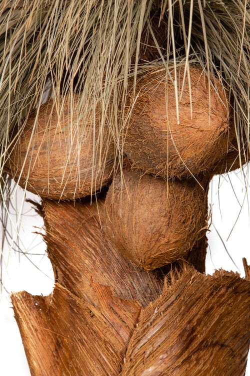 Palma naturalna w donicy