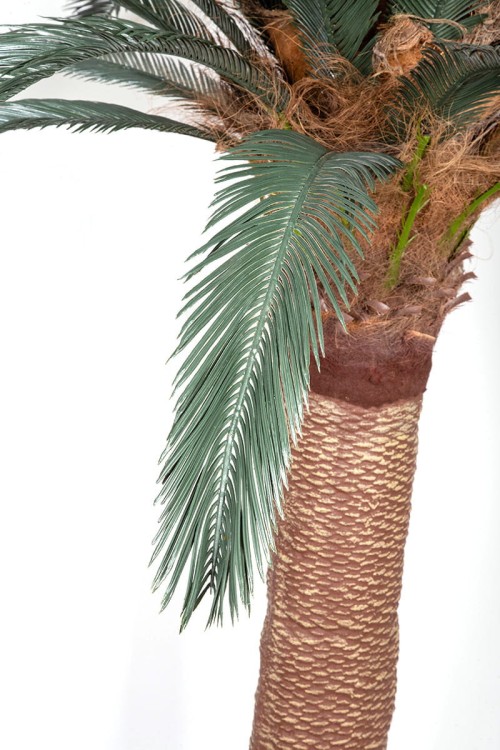 Palma sztuczna Cykas Sagowiec