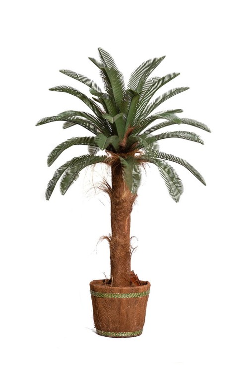 Palma Cykas w donicy