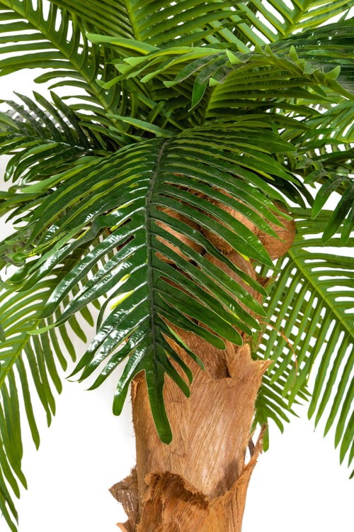 Palma kokosowa w donicy