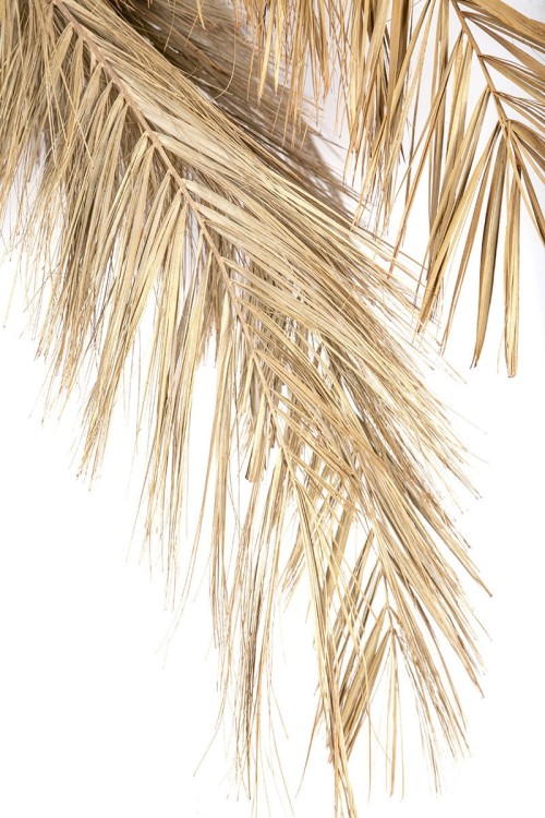 Palma naturalna w donicy