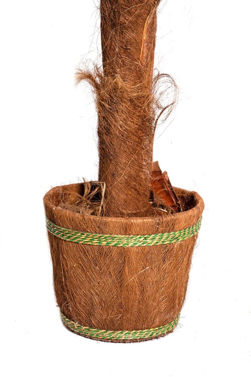 Palma Cykas w donicy